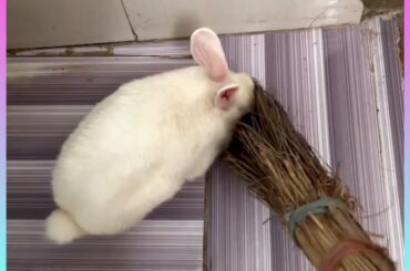 Baby bunny is Playing