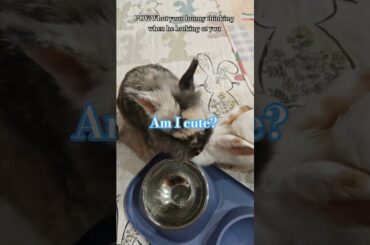 When your bunny looking at you. What he thinking? #cute #cutebunny #adorable #pet