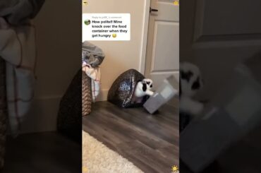 Crazy Rabbits Moments #rabbit #rabbits #bunny #pets #petcare #petvideos #animals #shorts