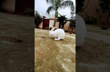 Bunny Life: The Adorable Secret World of Pet Rabbits | Bunny Bounce Hub