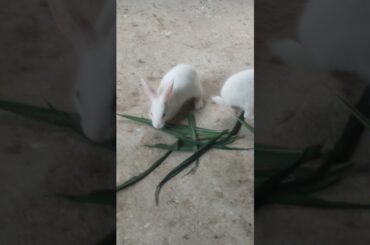 cute rabbit baby #shorts #rabbit #petsvlog #bunny