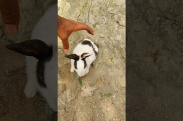 Cute rabbit family - The little rabbit babies are coming out | Cute pet rabbit pastoral pet