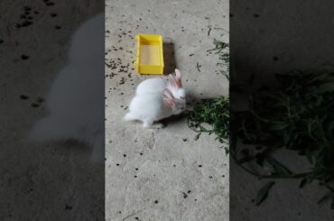 #rabbit #funny #pets #cute #bunny