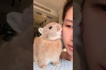 Funny Bunny With Crazy Moments #pets #bunny #rabbit #animals #shorts #petcare #petvideos #fyp