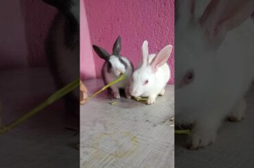 cute bunny Eating #rabbit #viral #shorts #short