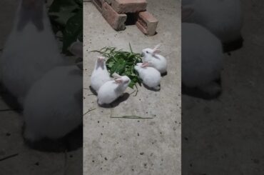 #shorts #bunny #cute #cutebunny #rabbit