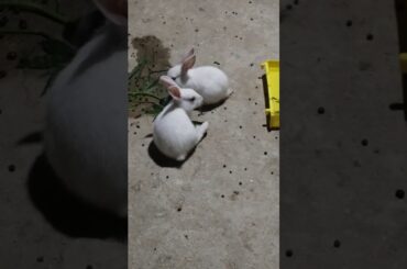 cute bunny #shorts #rabbit #cute #cutebunny #pets