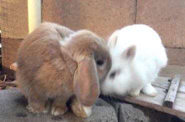 Boppity Bunny - Filmed at the Santa Barbara Bunny Shelter