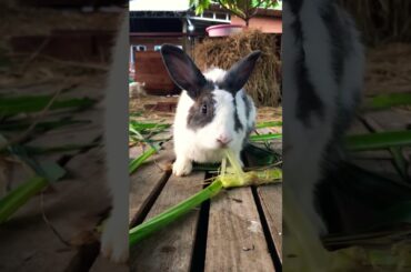 #cute #rabbit #animals #bunny #pets #kelincikreatif #kelinciberanak #rabbiteating #mybunny