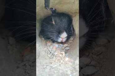 Rabbit House | Mother Rabbit gave birth in the Hole #rabbit #bunny #cute #shorts #animals