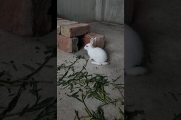 #shorts #rabbit #cute #cutebunny #bunny #rabbitbaby