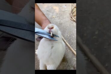 Cute rabbit struggle to eat with her big teeth#shortvideos #ytshorts