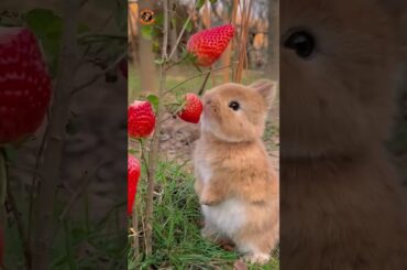 #cute #rabbit #pets #animals #bunny #pet #funny #beautiful #dog #kitten #shortvideo #shorts
