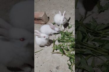 #shorts #bunny #cute #cutebunny #rabbit #pets