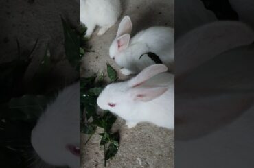 #shorts #bunny #rabbit #cute #pets