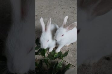 #shorts #bunny #cute #rabbit #pets #cutebunny