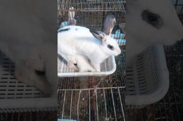 mother rabbit giving milk to her cute baby rabbits