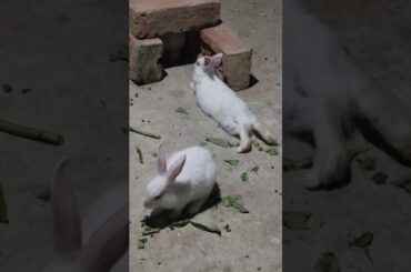 #shorts #bunny #pets #cute #rabbit