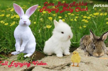 animal video I cute baby rabbit and chicken playing video#24