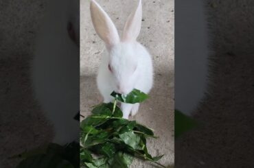 #shorts #cute #bunny #cutebunny #rabbit #pets