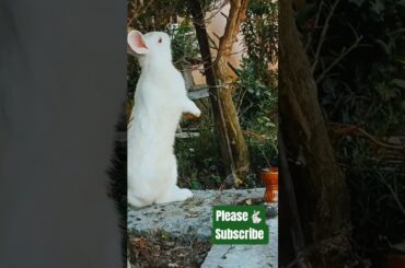 CuteBunny Tree Climbing | Bunny Bounce Hub #viralvideo #ytshorts #shorts