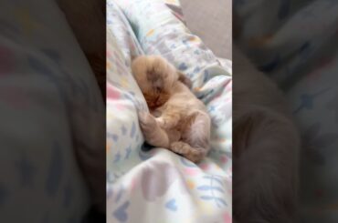 Cute Baby #rabbit #baby #bunny #pets #petcare #petvideos #animals #shorts