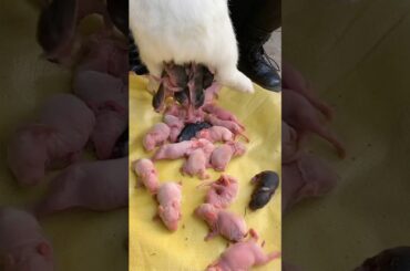Rabbit baby growth day by day #shorts #cute #rabbit #growth #trending