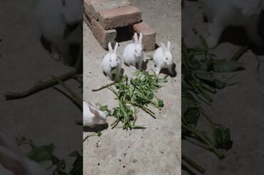 #shorts #bunny #cute #pets #rabbit