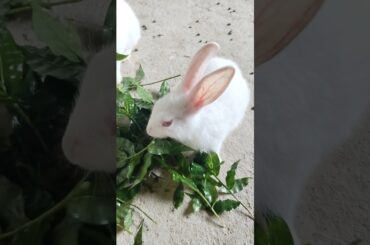 #shorts #cute #bunny #rabbit #pets