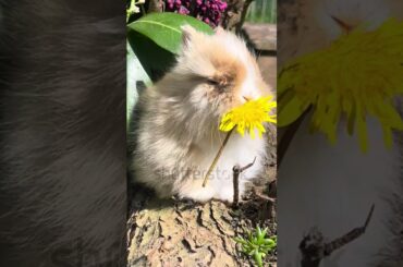 Cute baby bunny rabbit eats dandelions #facts #reeflife #babyanimal