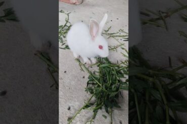 #shorts #bunny #rabbit #pets #cute