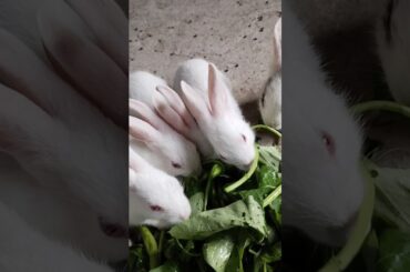 #shorts #pets #rabbit #cute #bunny #animals
