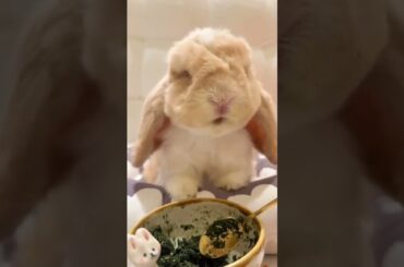 Face washing Time #rabbit #rabbits #bunny #pets #petvideos #petcare #cute #animals #shorts