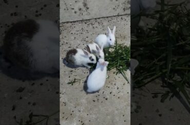 Cute rabbit eating Grass#shorts #cute #rabbit