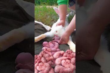 Baby Rabbits Grow Up FAST - Rabbit 1 To 30 Days #cute #rabbit #bunny #animals #shorts