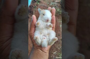 Little rabbit sleeping in the hand - Cute Pet rabbit #cute #rabbit #pets #shorts