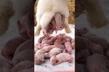 Rabbit birth to growth - Cute Rabbit #pets #shorts #video