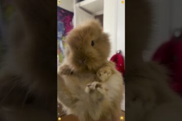 Funny Bunny Moments #rabbit #rabbits #bunny #pets #petvideos #petcare #animals #shorts