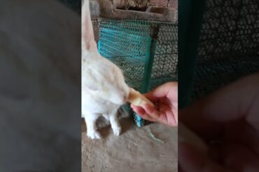 #rabbiteatbanana #morenachtehuye #pet #bunny #cute #viralvideo #shortvideo #smallpet #rabbitbreeding