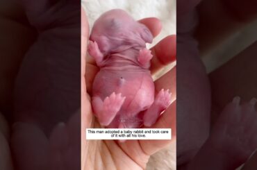 This man adopted a baby rabbit and took care of it with all his love #rabbit #rescue #animals #love