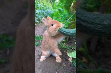 Cute rabbit eating cucumber in the garden #facts #reeflife #babyanimal