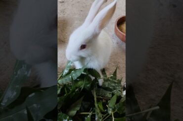 #shorts #rabbit #cute #bunny #pets #animals