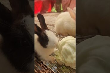 Watch My 3 Bunnies Enjoy Their Meal#youtube #cute #bunny