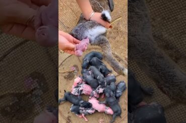 Baby Rabbit Growing Up Day By Day