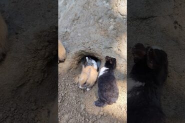 Little rabbit - Baby rabbits are waiting for their mother rabbit. Rabbit Cute Pet #pets #animals