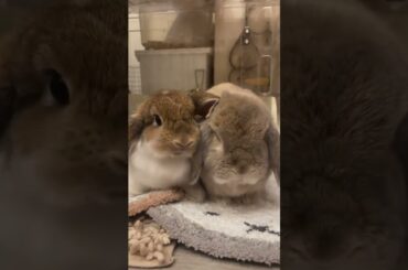 So Cute #rabbit #rabbits #bunny #pets #petcare #petvideos #animals #shorts