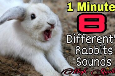 Rabbit Screaming Sounds High Quality || Rabbit Sounds || Bunny Screaming Sounds