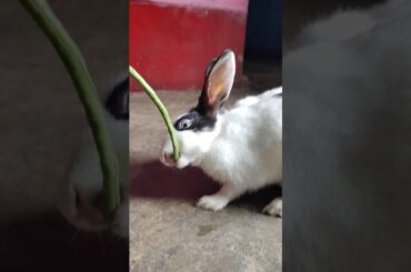 feeding vegetable to a cute rabbit #rabbit #rabbiteating #rabbits #animals #cuteanimal #pets #shorts