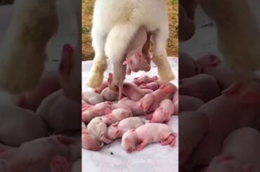 Cute Baby Rabbit 1 To 30 Days #pets #animals #shorts