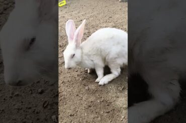 Cute Rabbit #rabbit #cuteanimal #bunny #babypet #mycuterabbit #pets #shorts #viral #treanding